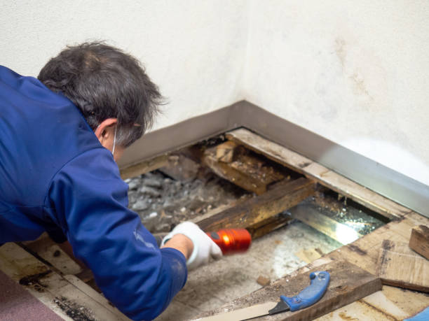 Best Mold Remediation for Specific Building Types in Dodge Center, MN