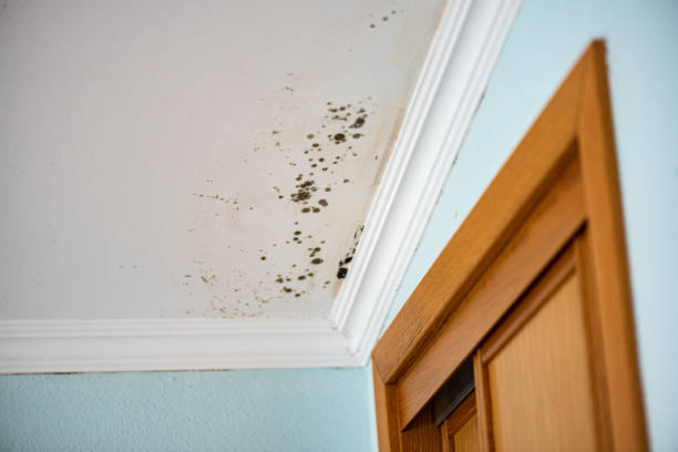 Best White Mold Remediation in Dodge Center, MN