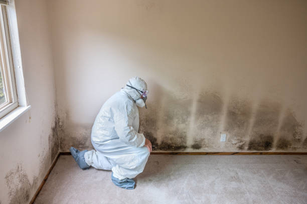 Best Residential Mold Remediation in Dodge Center, MN