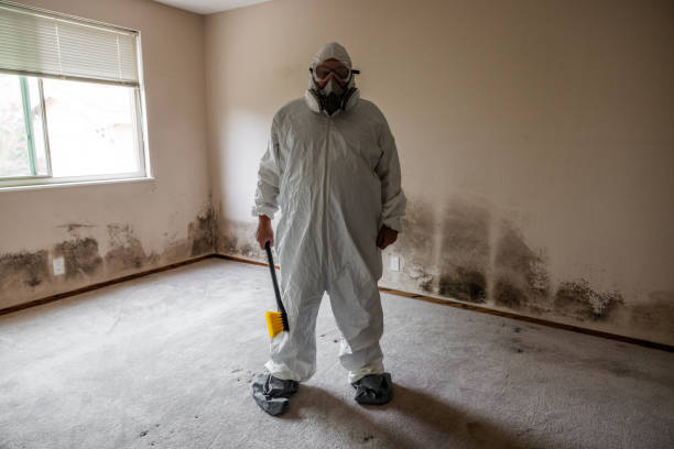 Professional Mold Remediation in Dodge Center, MN
